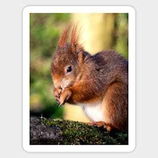 Red Squirrel Sticker